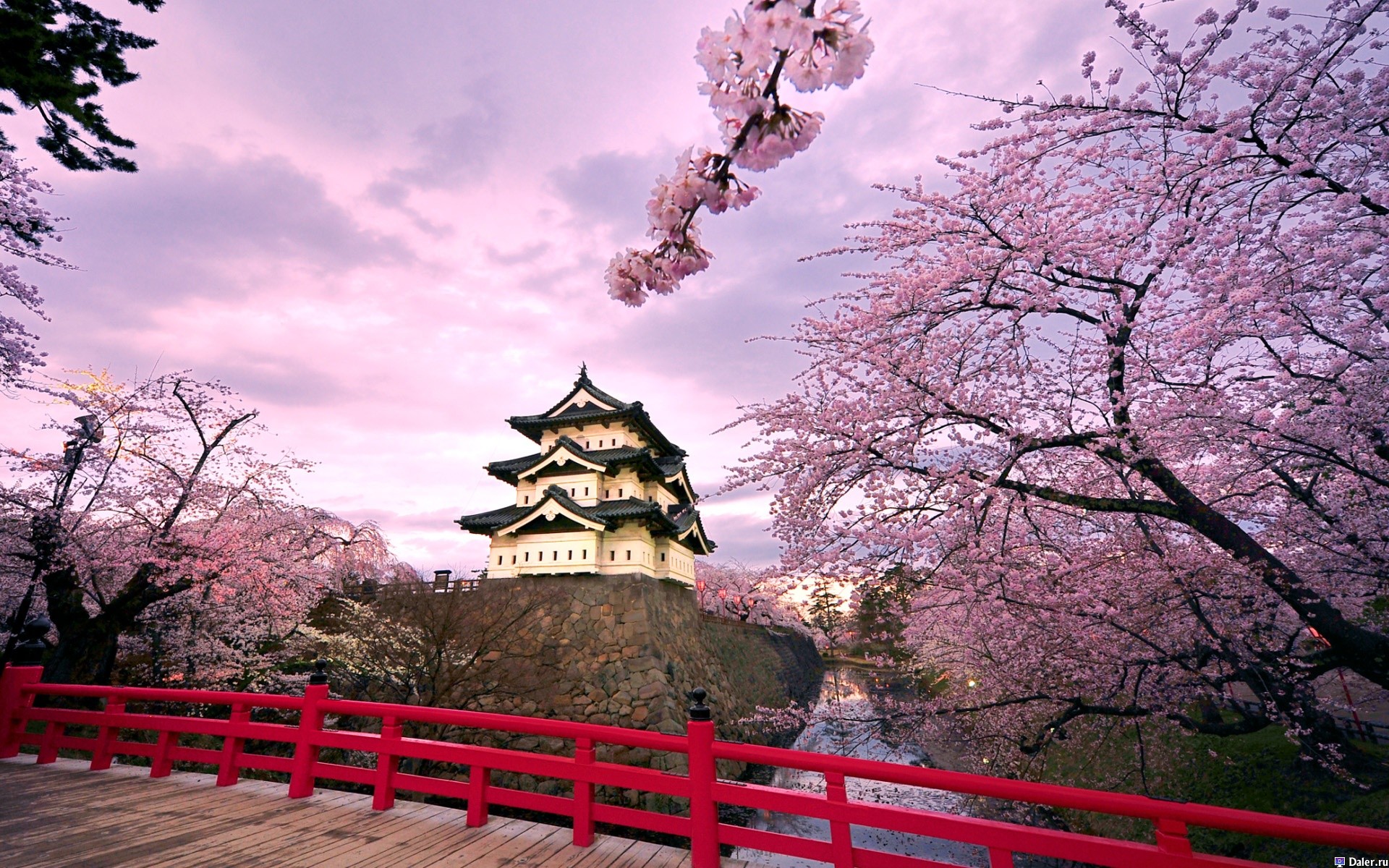 Cherry Blossoms, Ninnaji Temple, Kyoto, Japan скачать